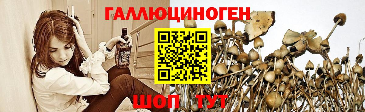 Галлюциногенные грибы Cubensis  Вход с VPN  Верхняя Пышма 